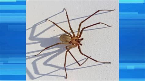 Man Is Suing A Homeowner For Brown Recluse Bite Youtube
