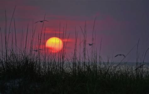 Sunsets And Seagulls Photograph By Hh Photography Of Florida