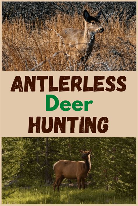 Antlerless Deer Hunting