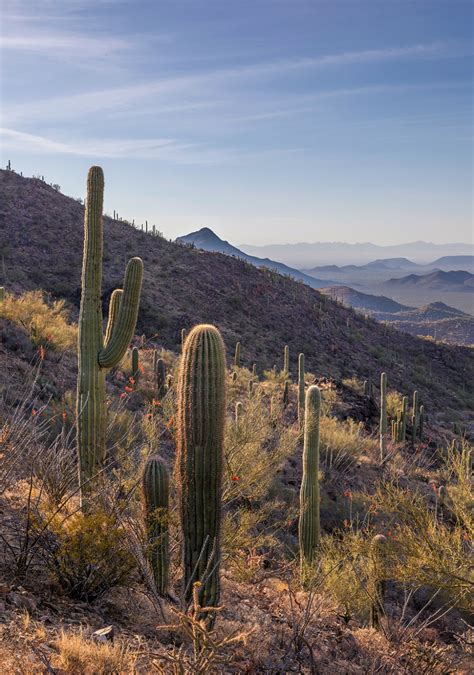 Saguaro National Park West Tucson Az Glenn Peterson Photography