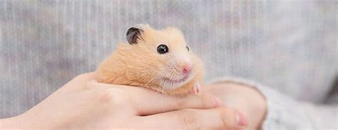 9 Things You Might Not Know About Hamster Cheek Pouches The Omlet Blog