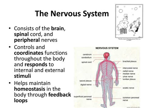 Ppt The Nervous System Structure And Function Powerpoint Images And