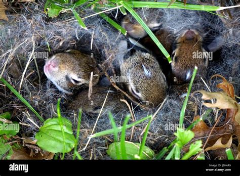 Entwicklungsstadien von Wildkaninchen, baby Häschen in ein