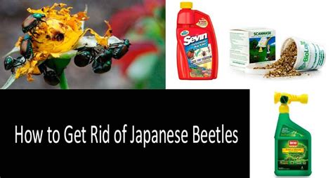 How To Get Rid Of Japanese Beetles With Top 8 Killers Japanese