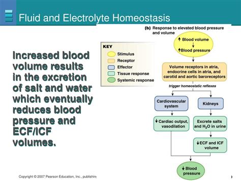 Ppt Integrative Physiology Ii Fluid And Electrolyte Balance