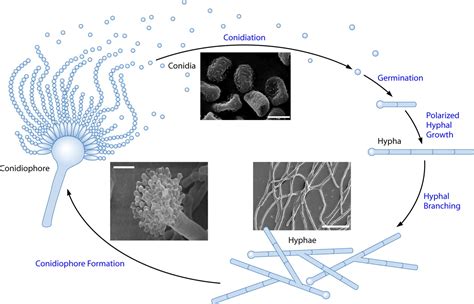 Spore Formation