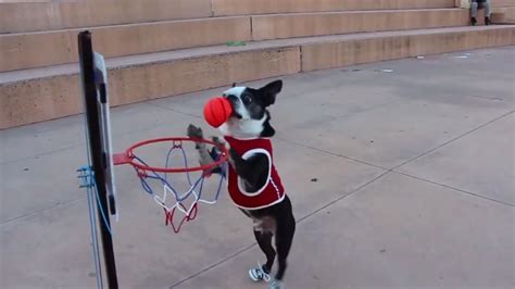 Guy Plays Basketball With His Dog Jukin Media Inc