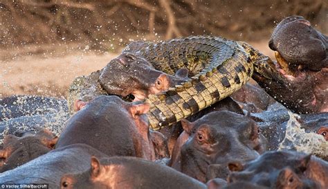 A Shortcut Through The Hippos Bath Turned Dіѕаѕtгoᴜѕ For A Crocodile