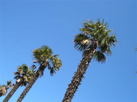 Palm Trees In England Free Photo Download Freeimages