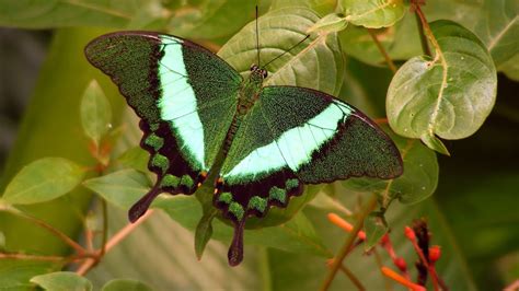 Beautiful Green Butterfly In Spring Hd Wallpaper ~ The Wallpaper Database