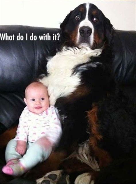 Bernese Mountain Funny Dogs Cute Funny Animals Funny Babies