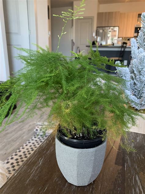 They all require the same basic care, whether they are grown in the garden or in containers, as house plants. Any tips for my asparagus fern? : houseplants
