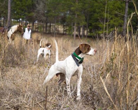 Pointers Bird Dogs Breeds Hunting Dogs Upland Bird Hunting