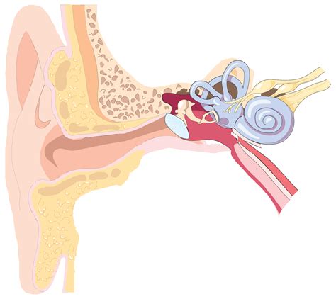Ear Anatomy Clip Art Image Clipsafari