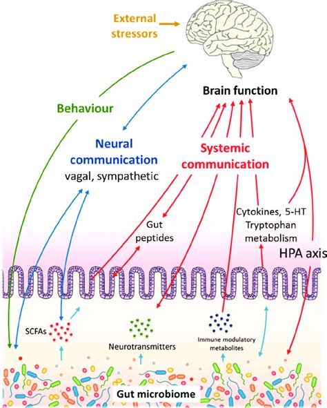 Communication Pathways Linking The Gut Microbiome With Brain Function