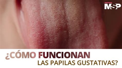¿Cómo funcionan las papilas gustativas? - #ExclusivoMSP - YouTube