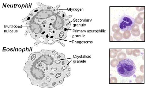 Granulocytes Granulocyte Immature Granulocytes Granulocyte Colony