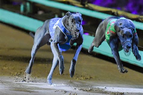 Tommy Shelby Crowned Wa Greyhound Of The Year For 2020 Racing