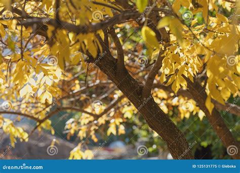 Tree Branch With Beautiful Yellow Leaves Stock Image Image Of