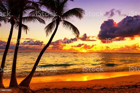Coconut Palm Trees Against Colorful Sunset Stock Photo