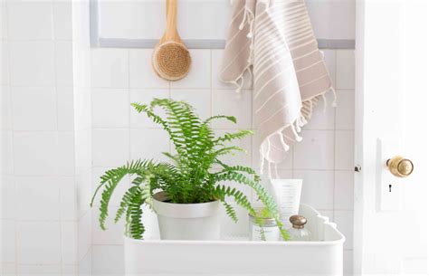 32 Best Houseplants For Your Bathroom