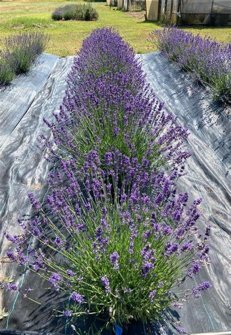 Lavender Plants For Sale Potted Plant Starts Charsaw Farms And Nursery Page 2