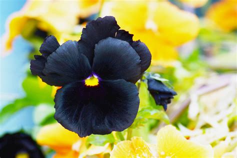 10 Black Flowers To Add Contrast To Your Garden