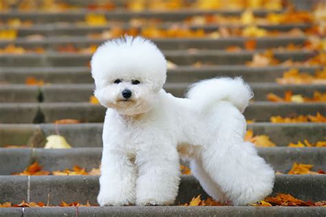 10 Small Dog Breeds That Dont Shed Ollie