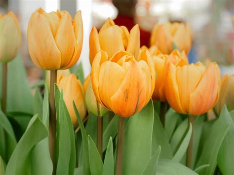 Tulip Spring Free Photo On Pixabay