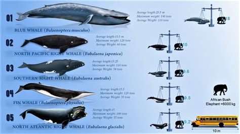 Biggest Whale In The World
