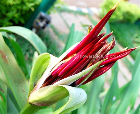 Cactus plants are living organisms and beautiful, cheap decorations. Crinum amabile | Purple Spider Lily | Pink crinum lily