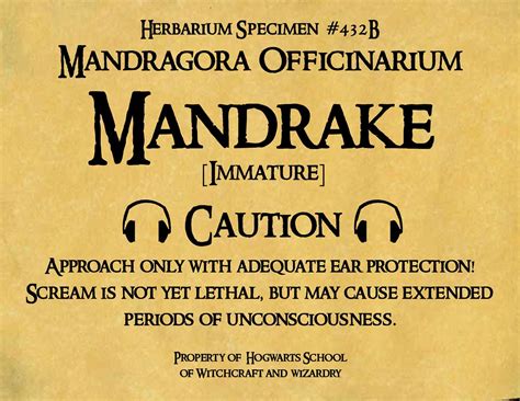 Mandrake Pot Label This Is The Label I Made For My Daughte Flickr