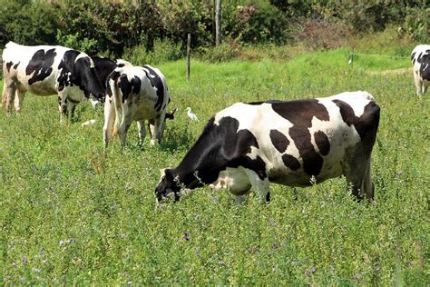 Cows In Alfalfa Photograph By Robert Hamm Fine Art America