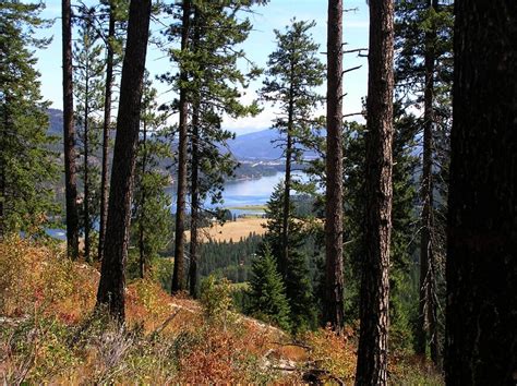 Molpus Woodlands Group Announces 28 300 Acre Timberland Offering In Northern Idaho