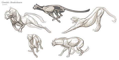 Cheetah Animal Sketches Animal Drawings Feline Anatomy