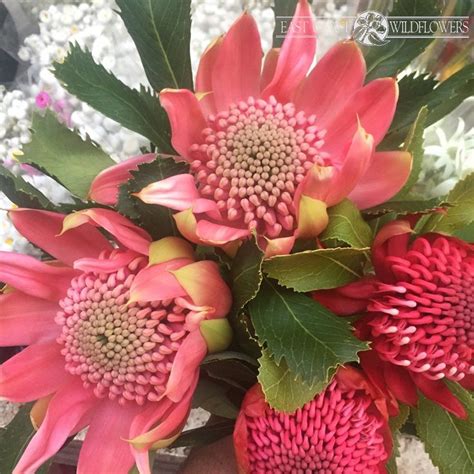 Pink Waratah Telopea Bouquet Waratah Flower Australian Native