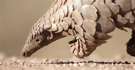 China Removes Pangolins From Traditional Medicine List Giving Hope For