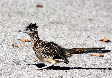 The Roadrunner Bird Interesting Facts And Information Hubpages