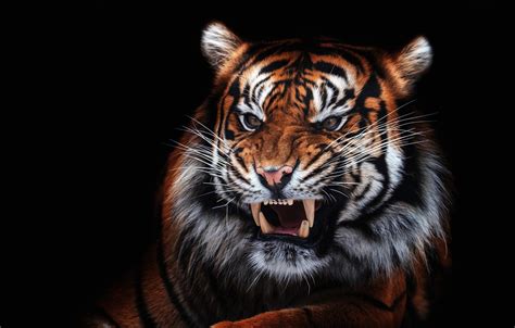 Tiger Face Wallpaper Desktop Sizehd