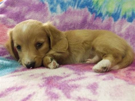 Our dachshund puppies are sold and shipped to all 50 states. AKC Miniature Dachshund Puppies for Sale in Auburn, New ...