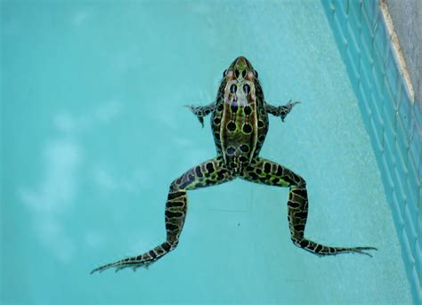 Frogs In My Pool Accent On Natural Landscaping