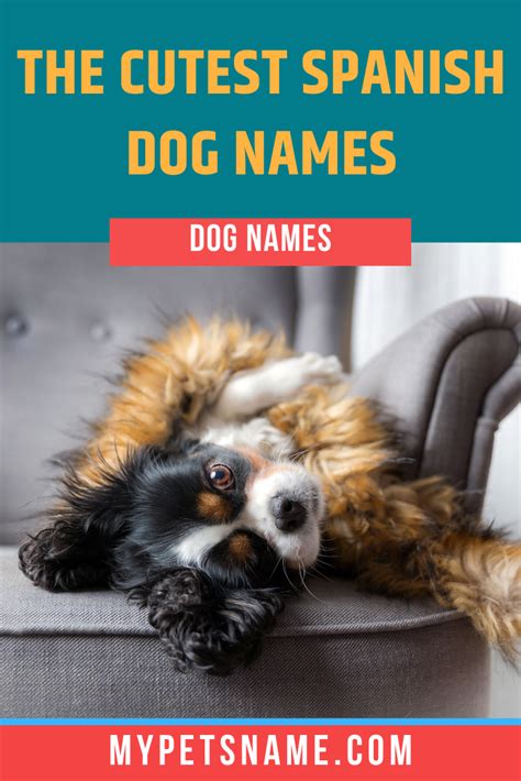 Here are a few of our top picks: Cute Spanish Dog Names | Dog names, Cute pet names, Cute ...