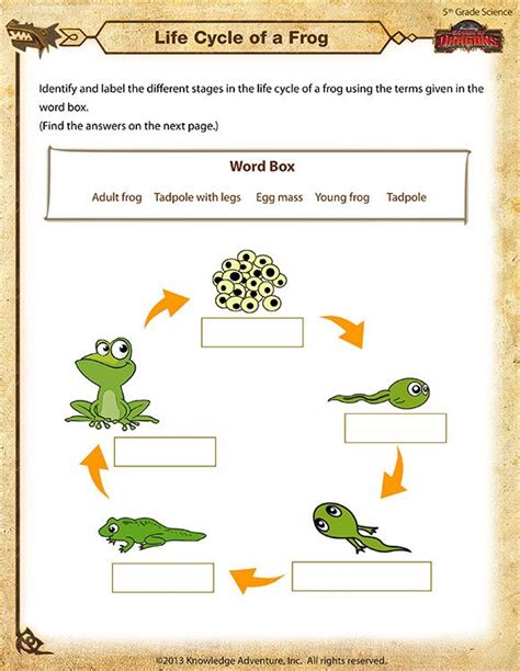 Life Cycle Of A Frog Printable Science Worksheets Science