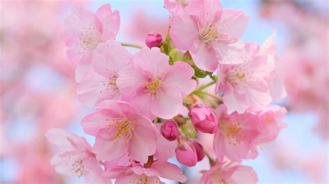 Pink Cherry Blossom Wallpaper 62 Images