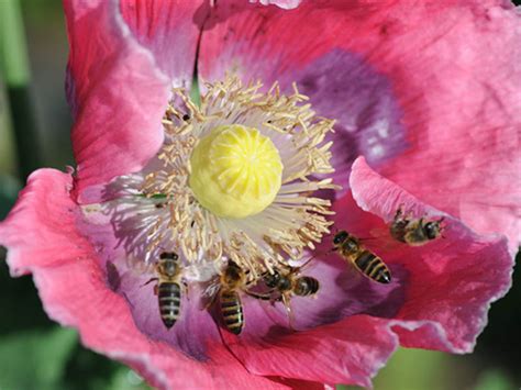 Wenden sie sich an ihre gemeinde, meist ist die feuerwehr für das entfernen, bzw. Bienennest im Garten - Infos und Verhaltenstipps