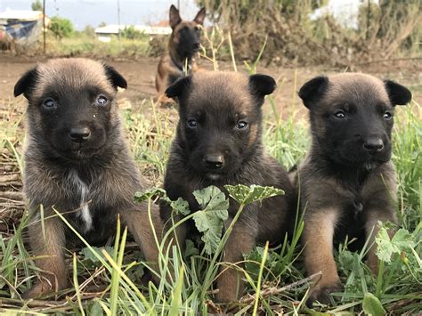 Ancak, bizim belçika çoban köpeği olarak bildiğimiz cins, 1891`de belçika veterinerlik bilimleri fakültesinden profesör reul. Belçika Kurdu Yavrularımız - 231732 - bikopek.com