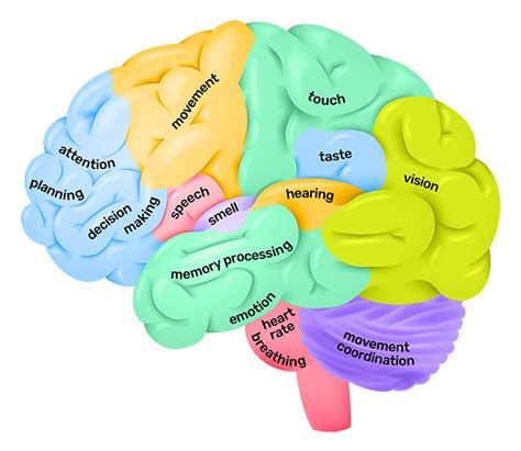 Lobes Of The Cerebrum And Their Functions Slide Share