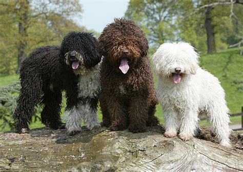 The spanish water dog stands out because of its distinctive curly, woolly coat that can form into cords when long. 5 New Dog Breeds You Haven't Heard of Yet