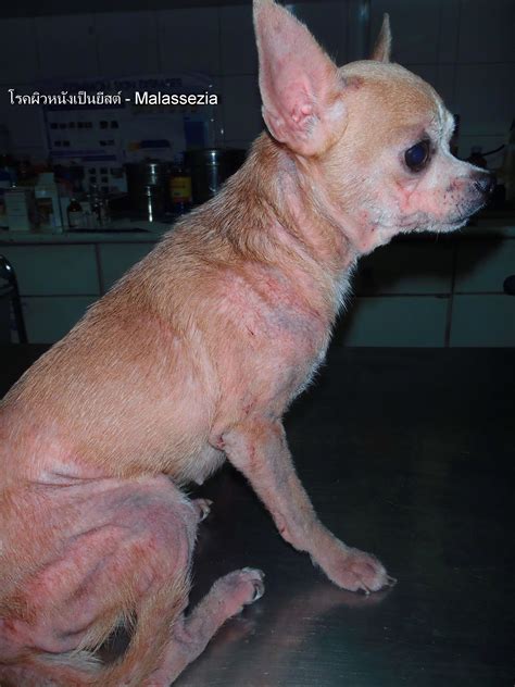 Skin Diseases In Dogs And Cats