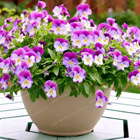 Mixed Color Rare Pansy Flower Seeds Wavy Viola Tricolor Flower 100 Pcs
